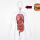 Illustration for article titled Lunch Barely Misses Area Man’s Vital Organs